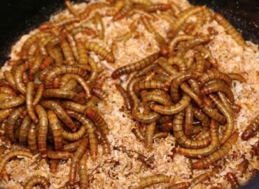 insetos como fonte proteica alternativa