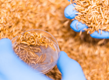 insetos um concentrado proteico sustentável