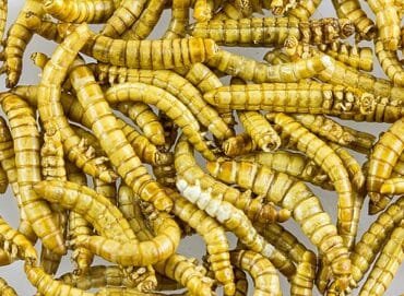 O tenébrio molitor como fonte proteica para alimentação