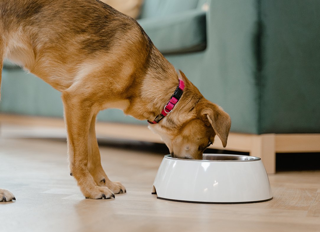 Proteína de insetos na alimentação dos seus PET's