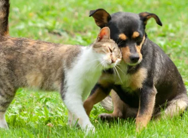 Proteína de insetos: Uma opção viável em alimentos para cães e gatos?