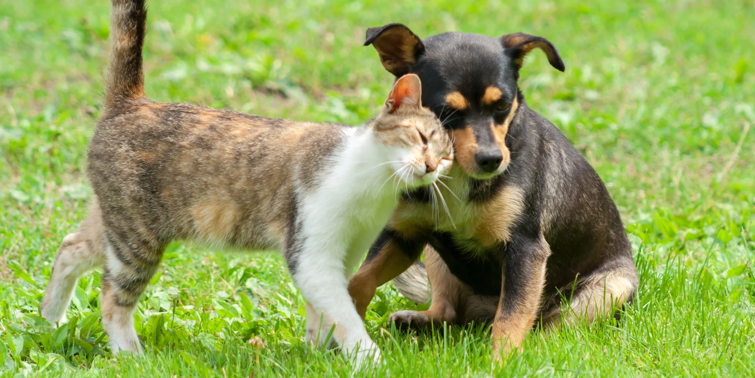 Proteína de insetos: Uma opção viável em alimentos para cães e gatos?