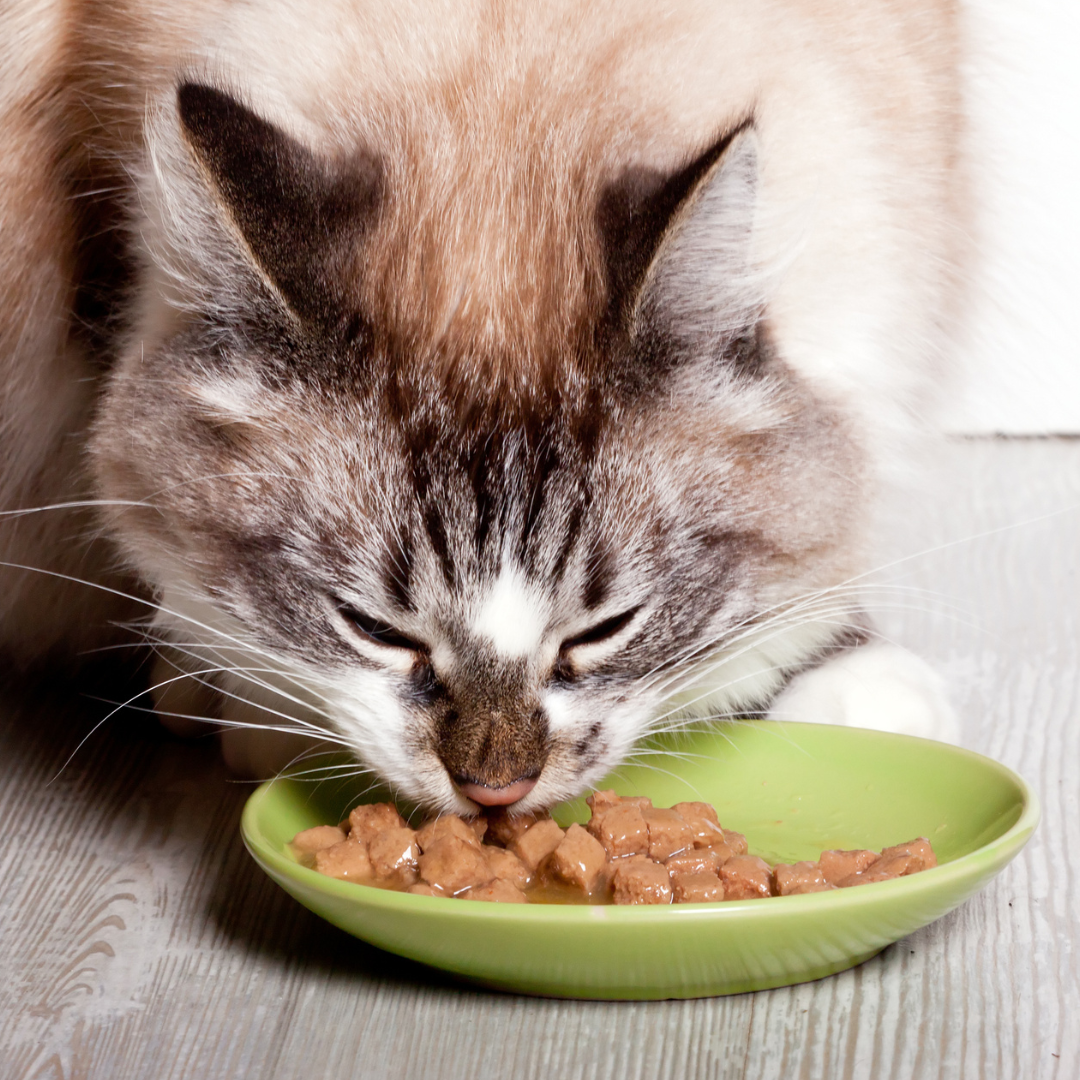 Você sabia que os insetos estão se tornando uma nova opção para a dieta felina?